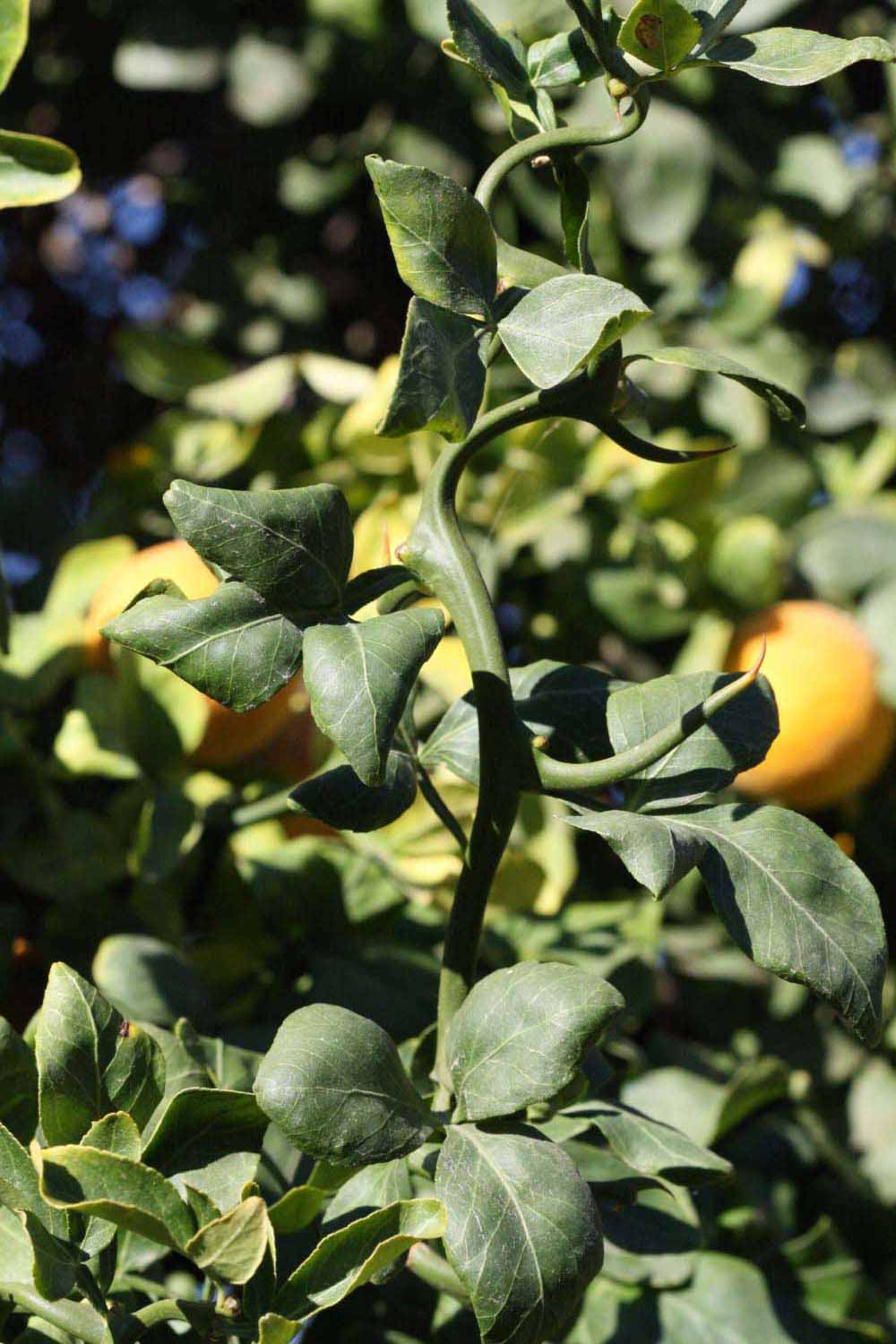              Sun leaves (Riverside, CA)       